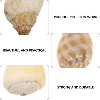 6 best sales Vỏ sò - №4