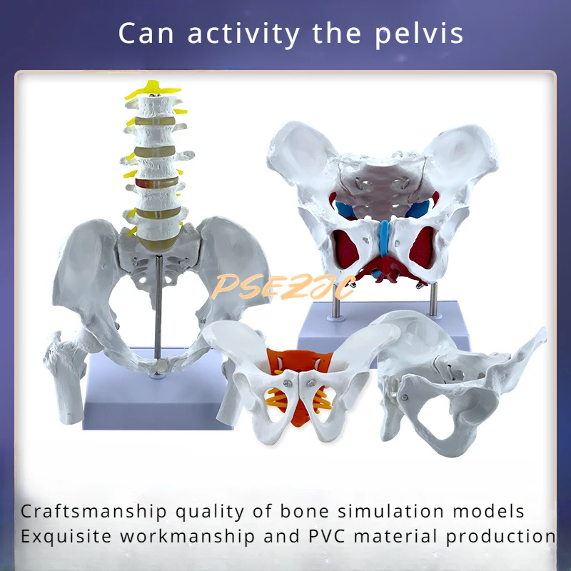 Mini Pelvic Health Human Medical Skeleton Female Lumbar Vertebrae  Bone Joint Model Teaching Supplies Can Be Activity