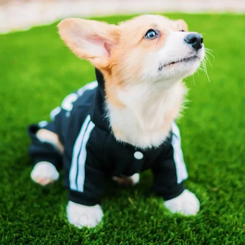 Hooded Pet Tracksuit 2