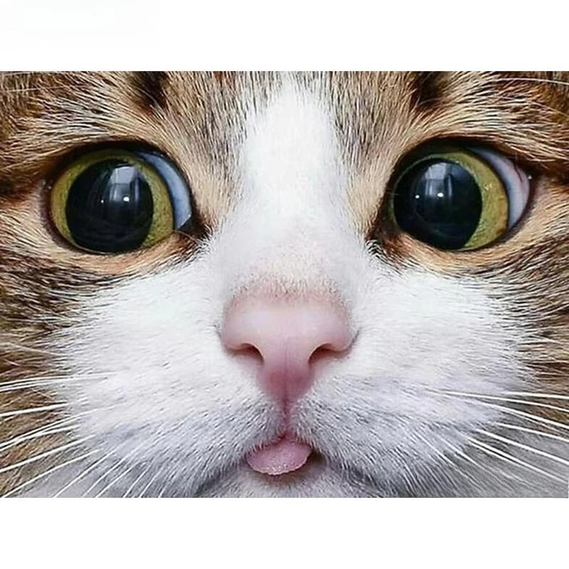 Vollquadratische/runde 5D-Diamantsteine für DIY-Diamantmalerei „Tierkatze“ 3D-Diamantstickerei Kreuzstich Heimdekoration