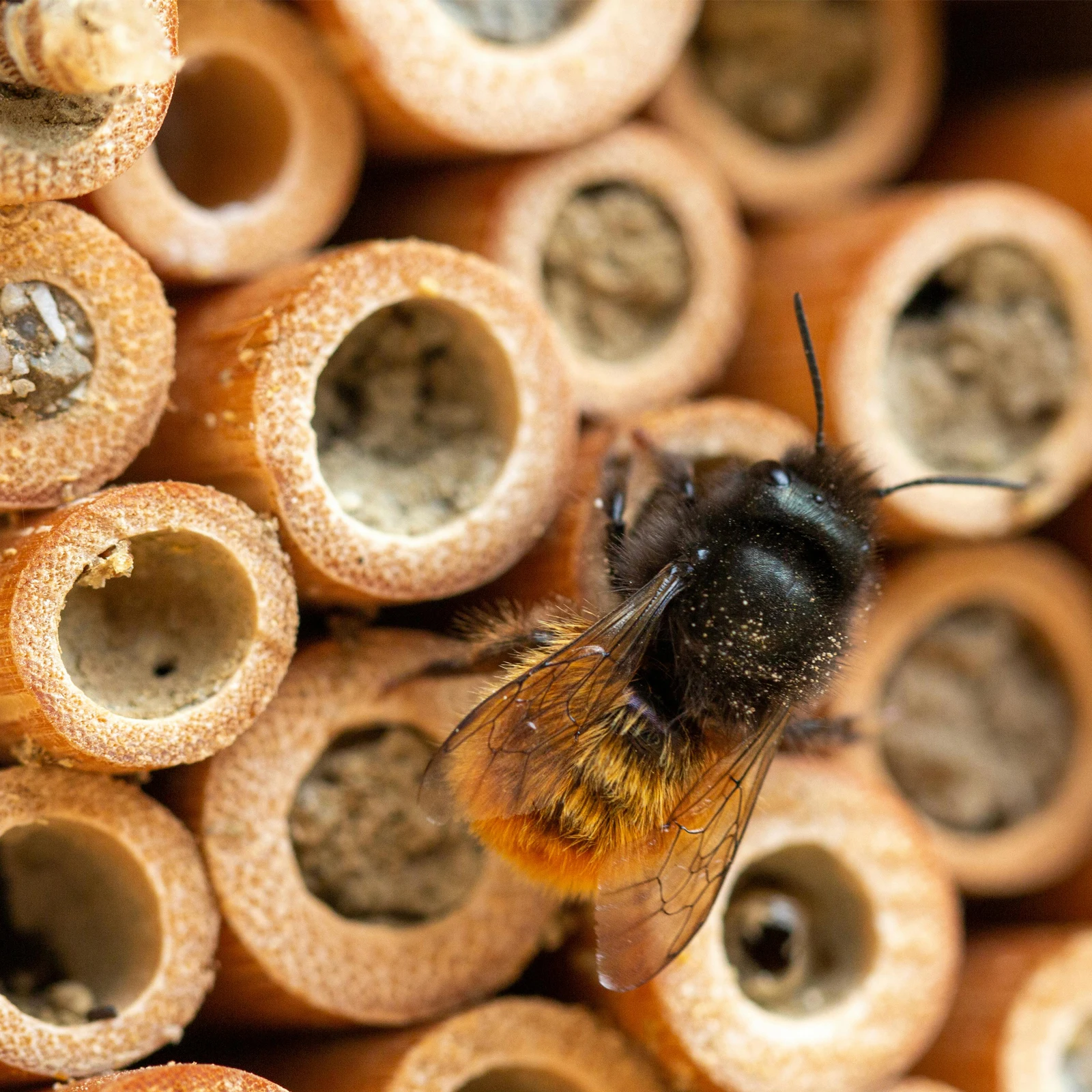 

20pcs Bamboo Nesting Bee Lightweight Easy Install Move Design Attract Pollinators Garden Diversity