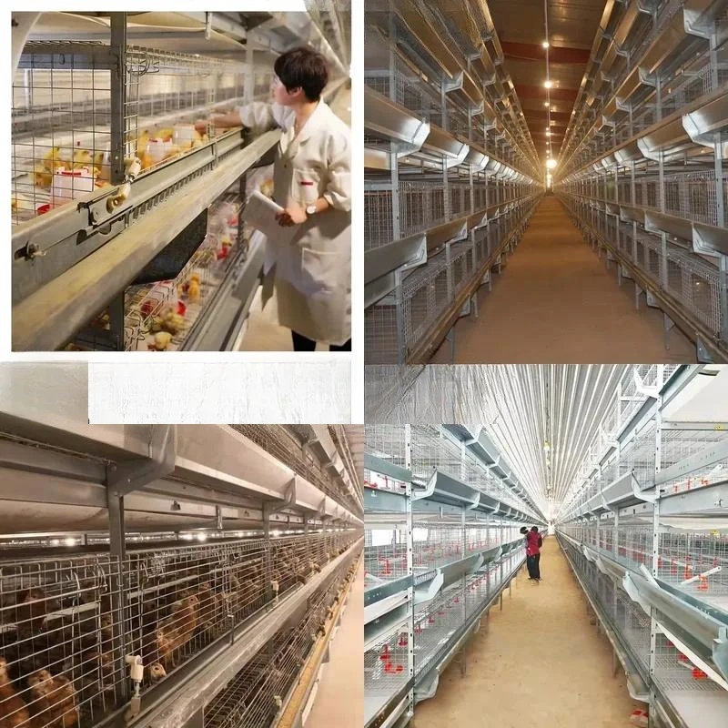 for  type automatic baby layer broiler chick day old chick battery small cage
