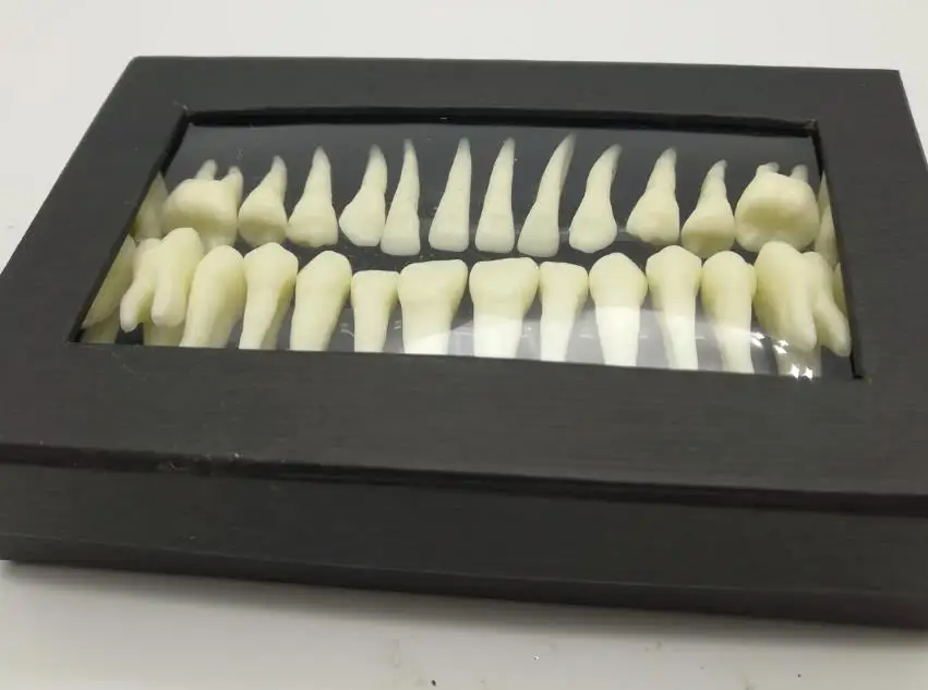 2 boxes Dental 28 permanent teeth models with roots in vitro monochromatic anatomical mold