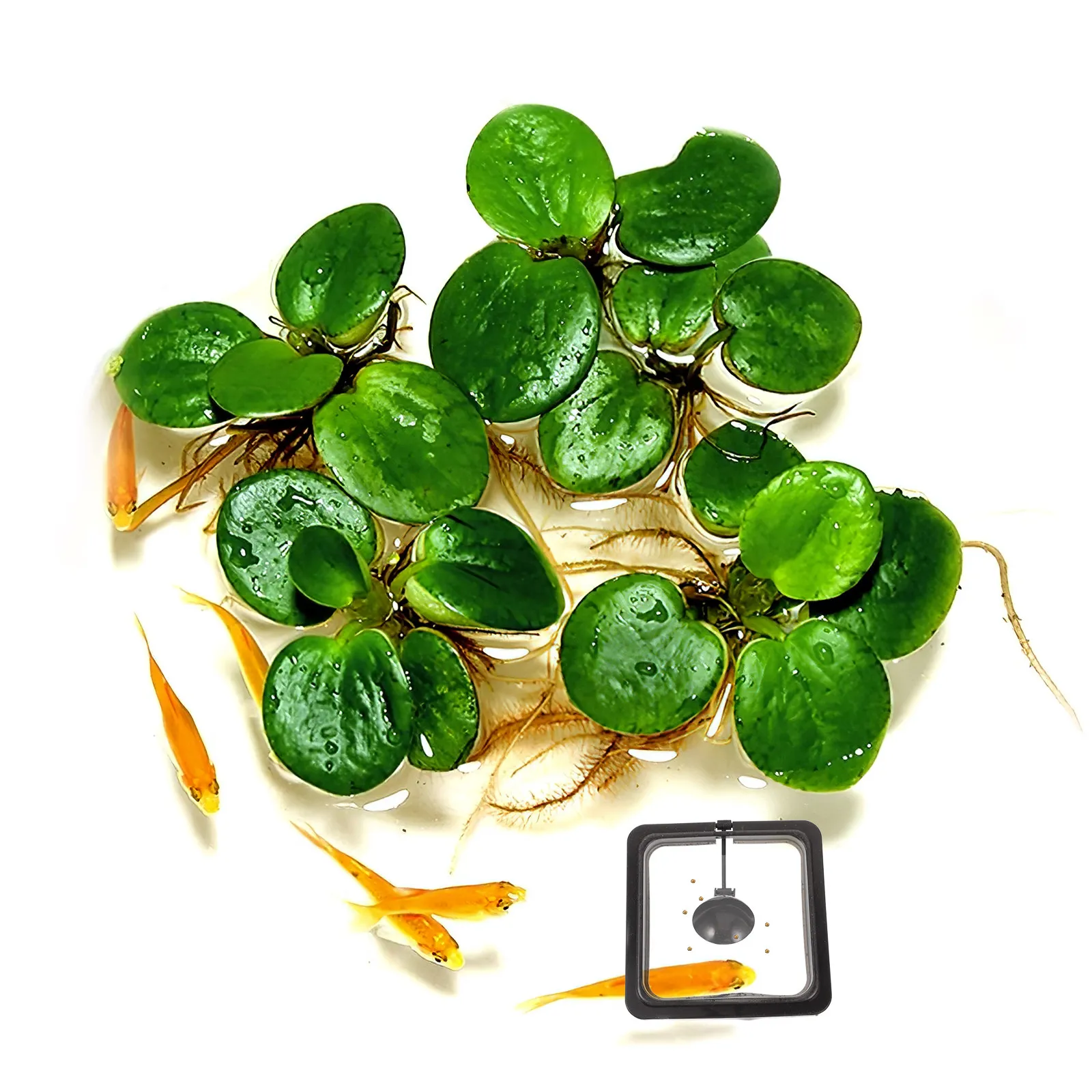 Fish Feeding Square Aquarium Fish Tank Ring Feeder Black Floating Food Circle Keeps Food Gathered Prevents Filter Intake