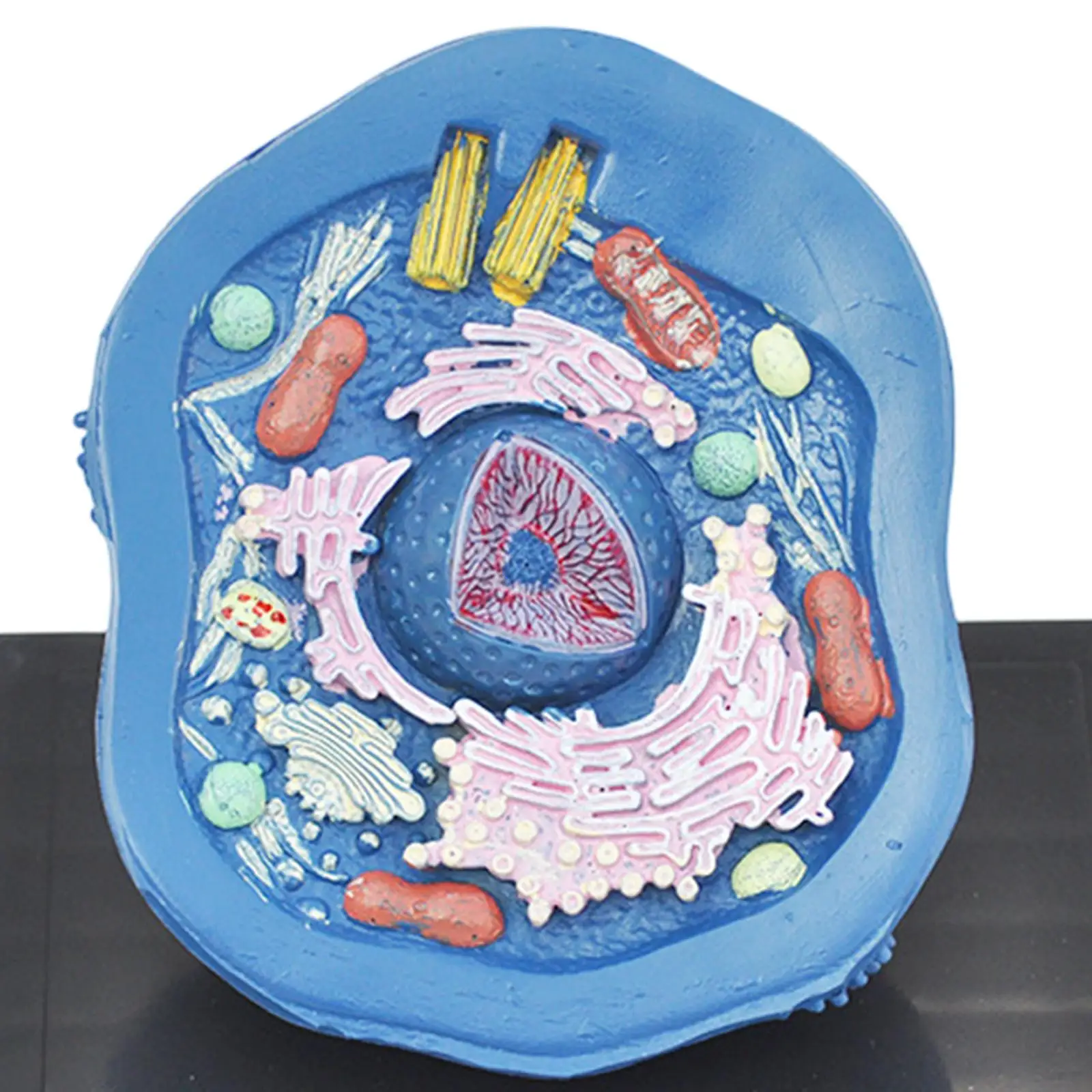 Cell Anatomy Model Clearly Experimental Model Anatomical Model Teaching Model Biology Science Projects for Classroom Learning