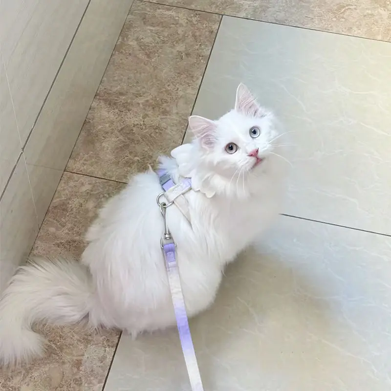 Cat leash to prevent break-away when going out, cute wings to adjust pet, small special chain, dog harness rope