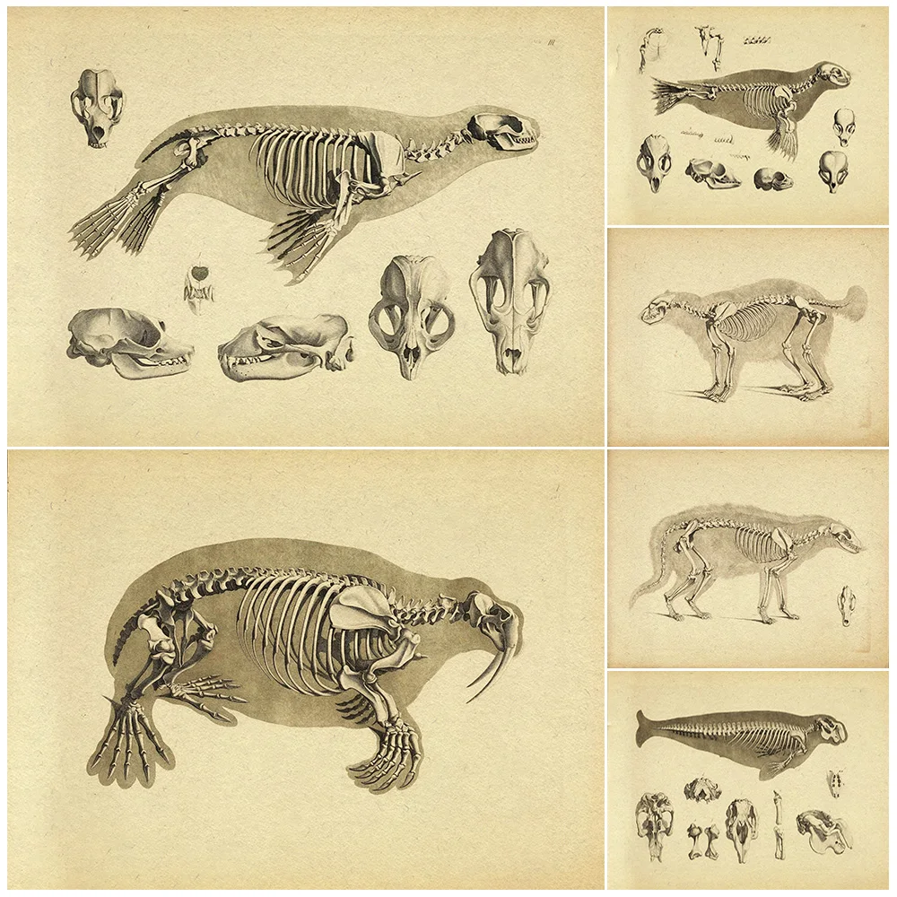 Illustrations Of Animal Skeletons Vintage Wall Art Canvas Print Rabbit,Mouse And Sea Creature Skeletons Art Poster Print Decor