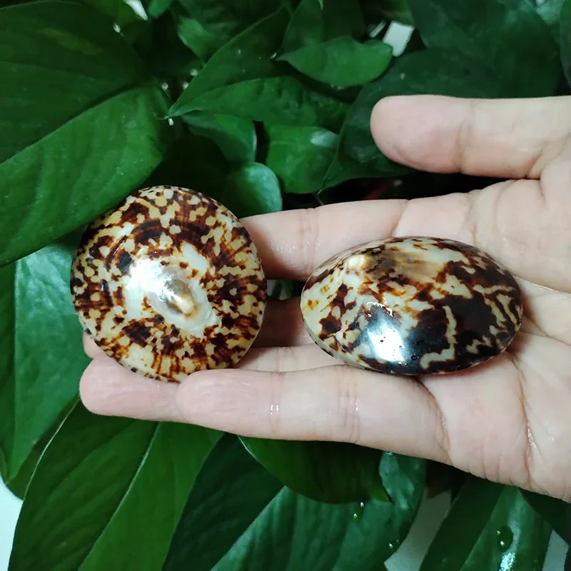 Cellana Testudinaria, ракушка, черепаха, форма ракушки, натуральный моллюск, средиземноморский домашний декор, креативный DIY аквариум, аквариум, пейзаж