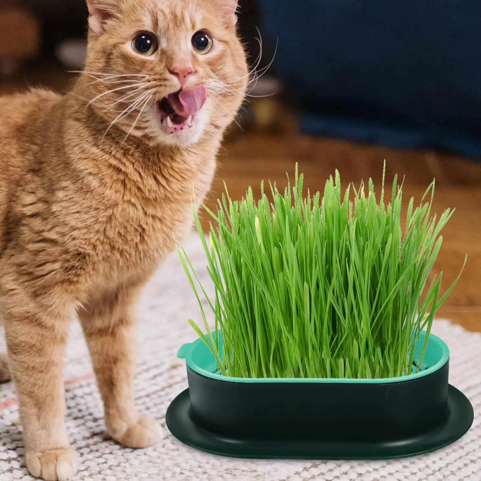 

New Pet cat sprout Dish Growing Pot Hydroponic Plant cat Grass Germination Digestion starter Dish Greenhouse Grow Box