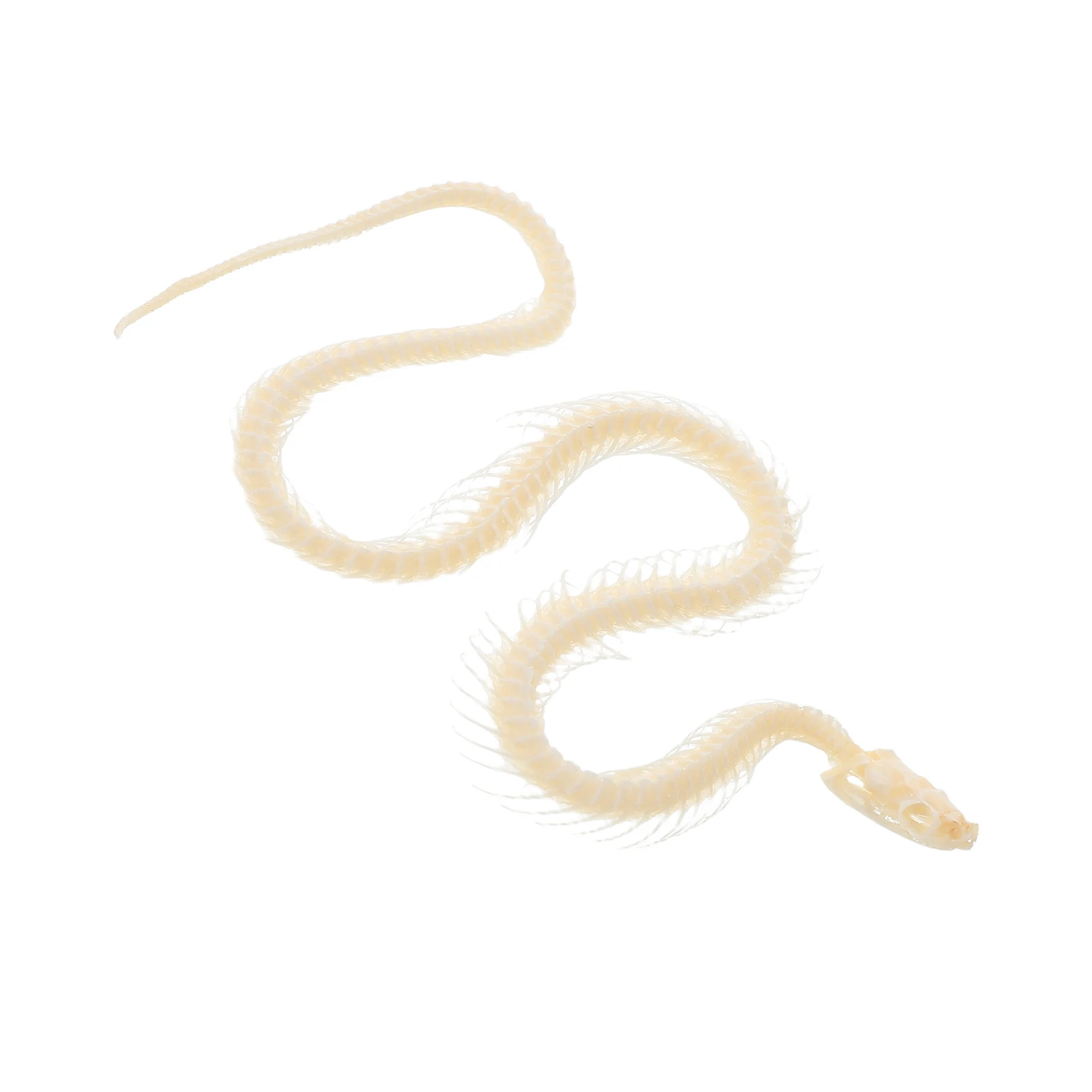 

Real Snake Bones Specimen Beige Bone Skull Decor Educational Animal Skeletons Diy Craft Reptile Display Collection Science Tool