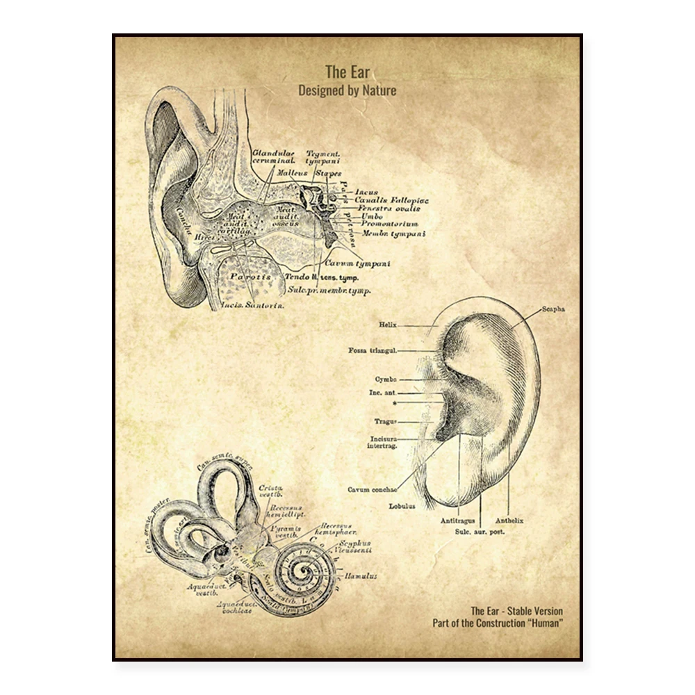 Ear Anatomy Patent Poster Inner Ear Diagram Artwork for Audiologists Doctors Gift Idea - Ear Science Decoration Poster