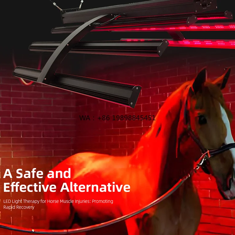 Horse Led Lighting for Horse Equine Device Supplier in China Customized Available Equipment Red Light