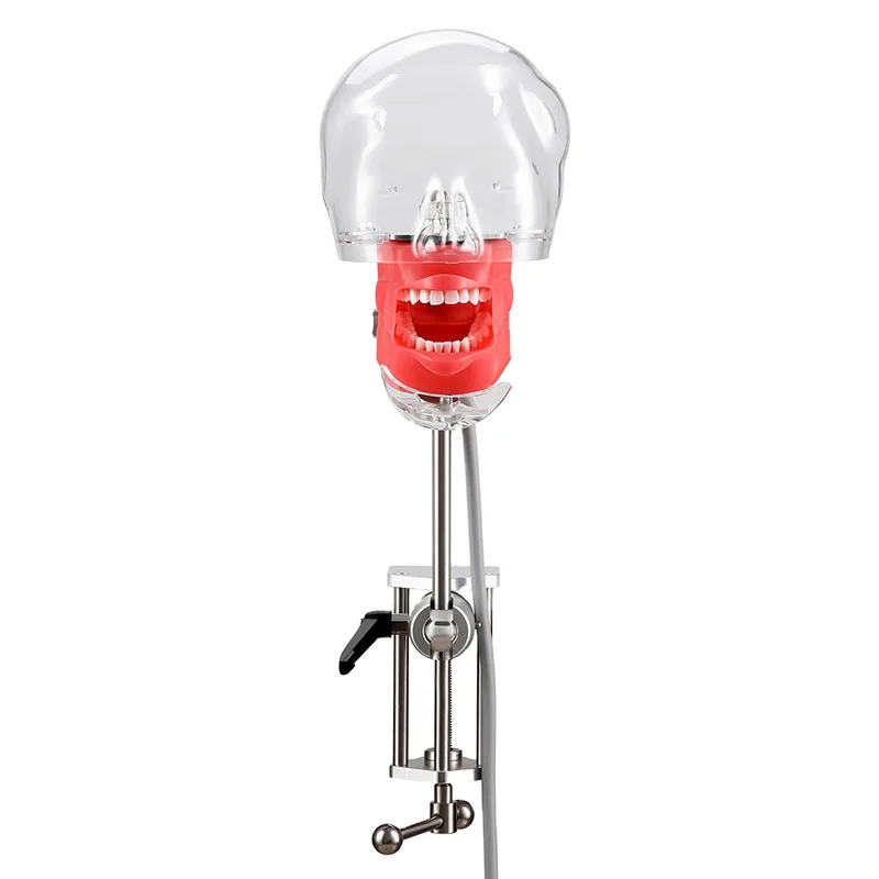 Top Quality Dental Simple Head Model Simulator Teeth Model for Practise Dentist Education Teach Studying