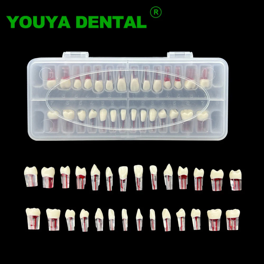 28pcs/set Dental Endodontic Teeth Model Full Mouth Root Canal Block Training Tooth Pulp Cavity Study Model Dentistry Products