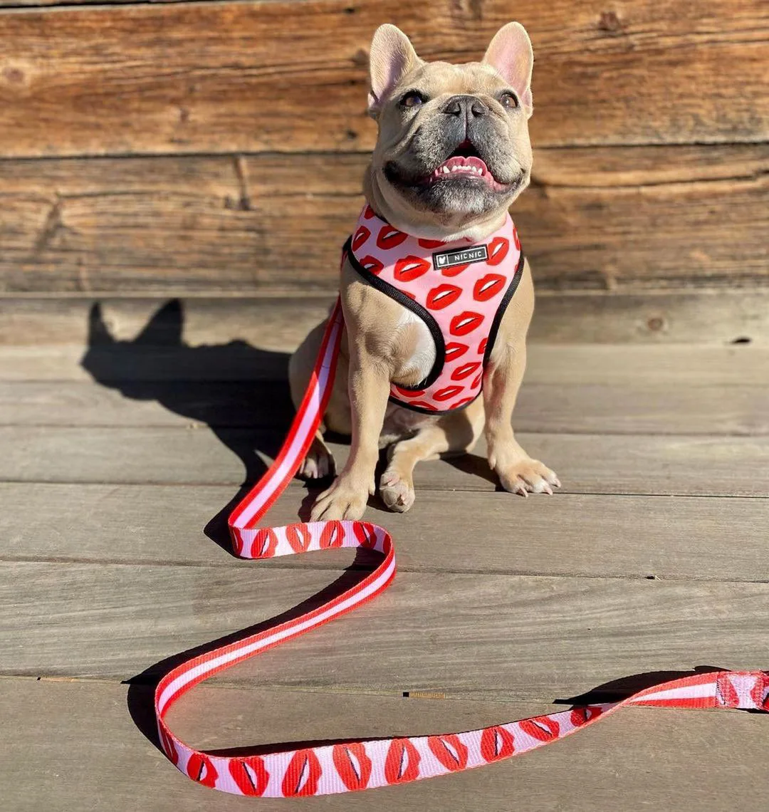 Dog Harness Leash Set Breathable Adjustable Traction Leash with Dog Harness Vest for Small Large Dogs French Bulldog Pug Leash