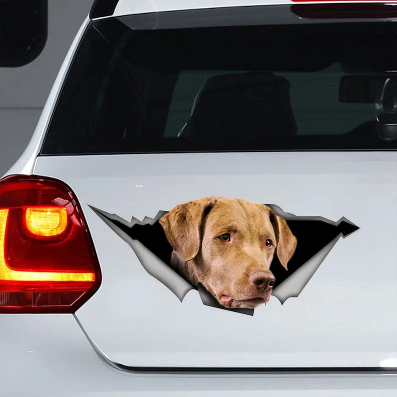 Chesapeake Bay retriever magnet, Chesapeake Bay retriever decal, Chesapeake Bay retriever sticker