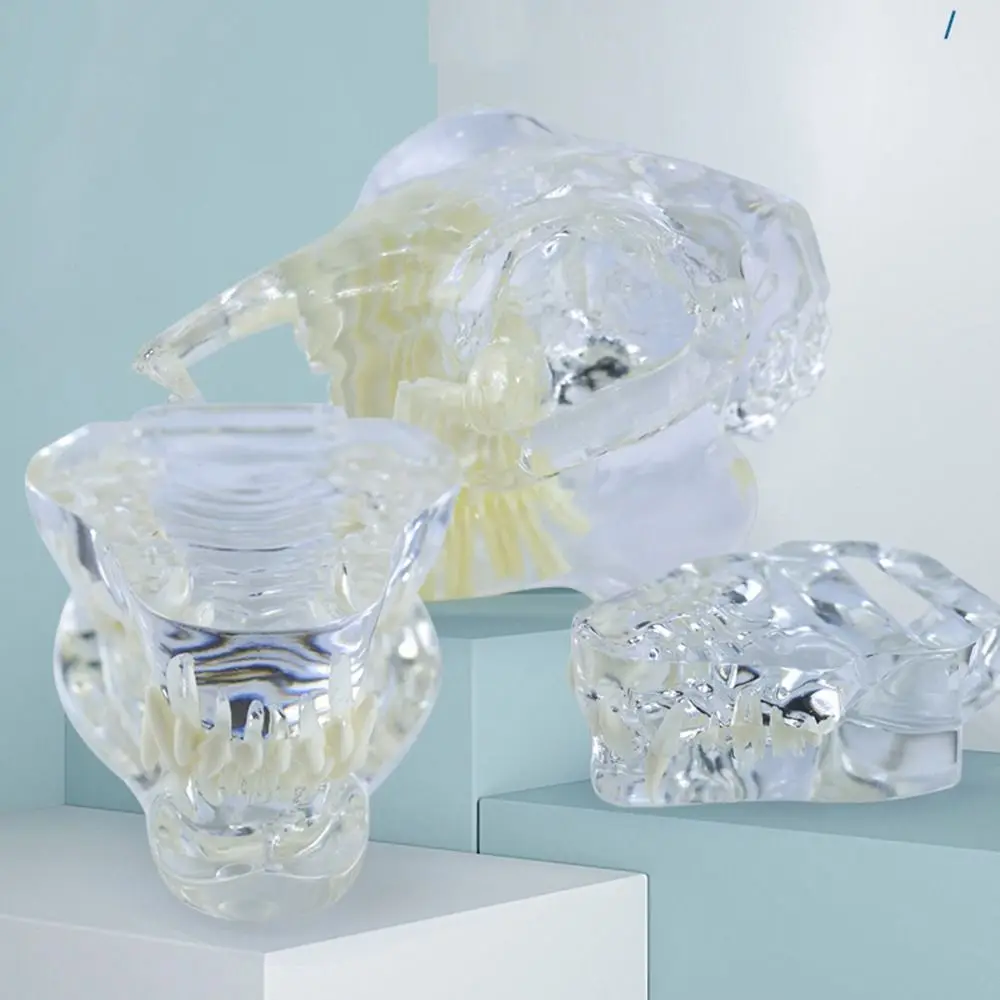 Transparent Dental Animal Resin Teeth Dog Cat Rabbit Educational Dental Teaching Canine Structurally Accurate