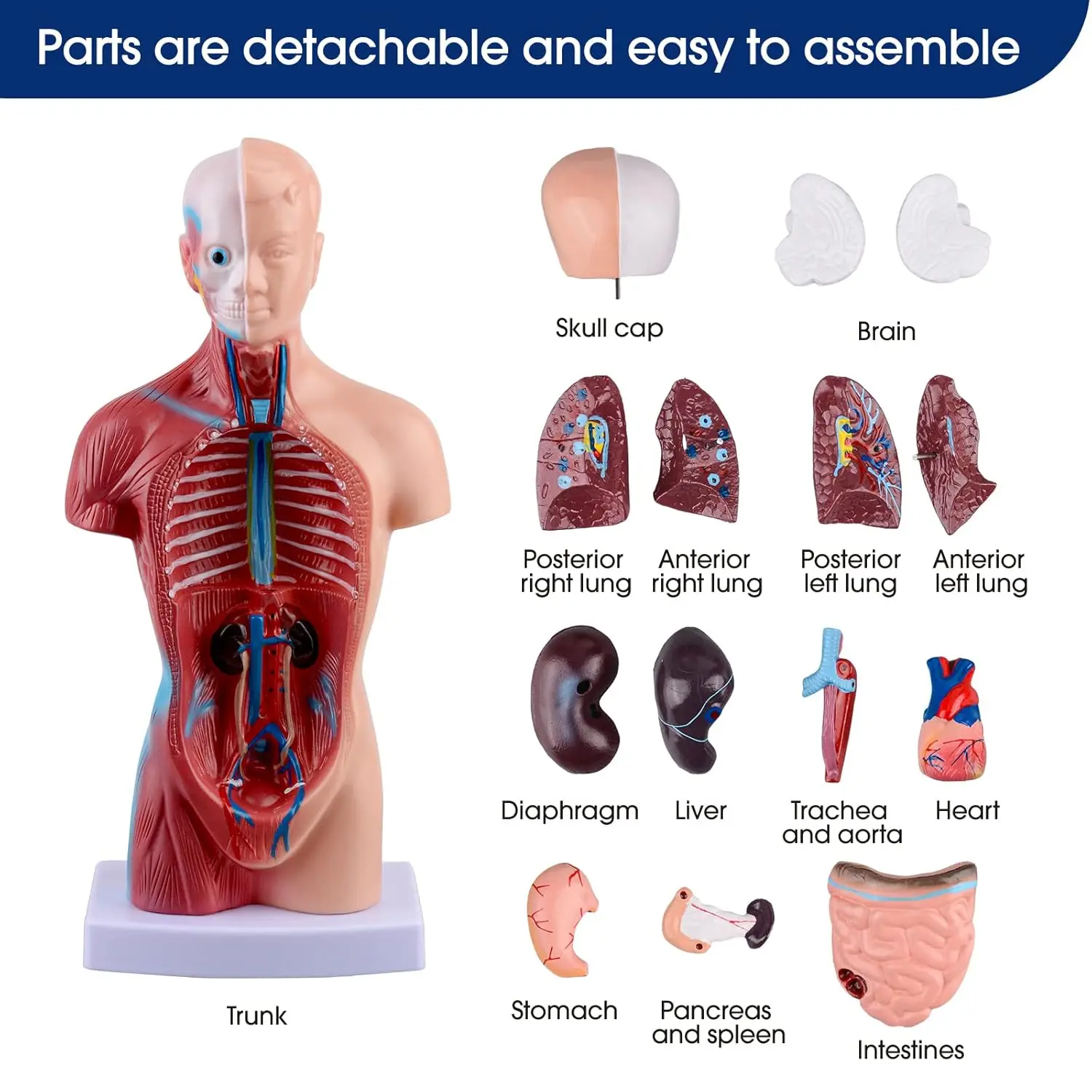 Ultrassist Human Torso Anatomy Model with Digital Manual 15 Pcs Removable 10.6in Kids Human Body Model for Science Education