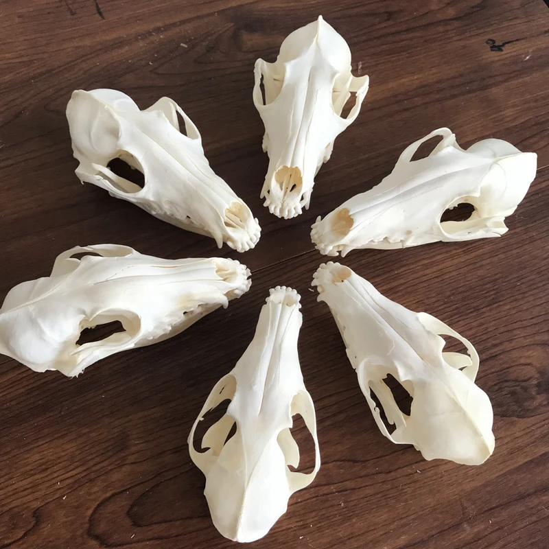 1Pcs-6Pcs Vulpes Vulpes Red Fox, Silver Fox,cross Fox Skull Taxidermy จริงกระดูกโครงกระดูกตกแต่งคริสต์มาสของขวัญ