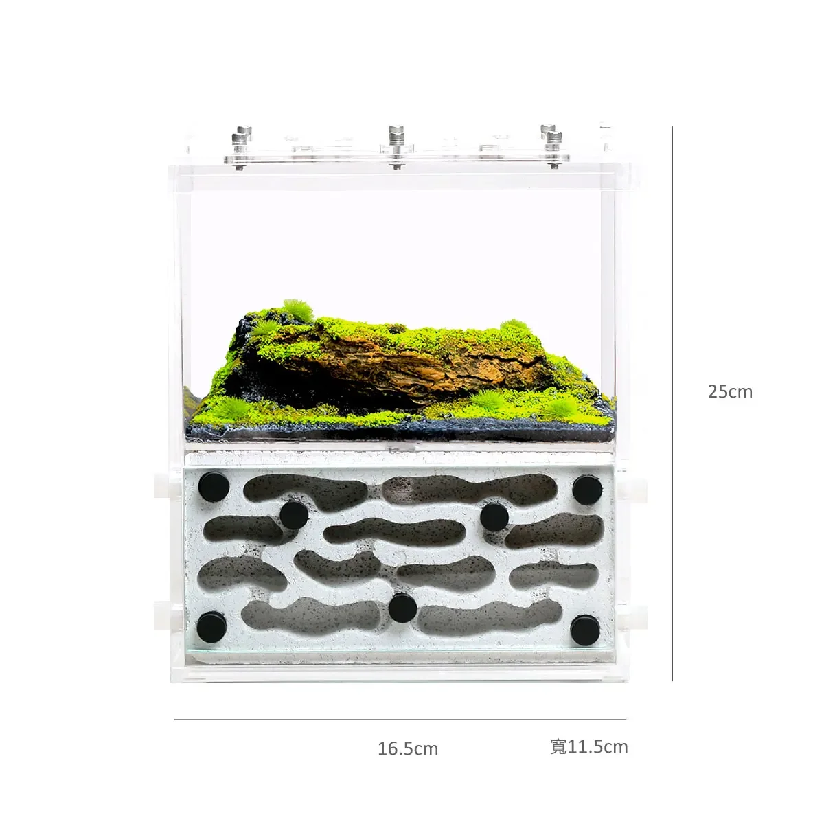 Ant Paradise Pro Dead Wood Medium formicarium عش النمل بيت النمل #2