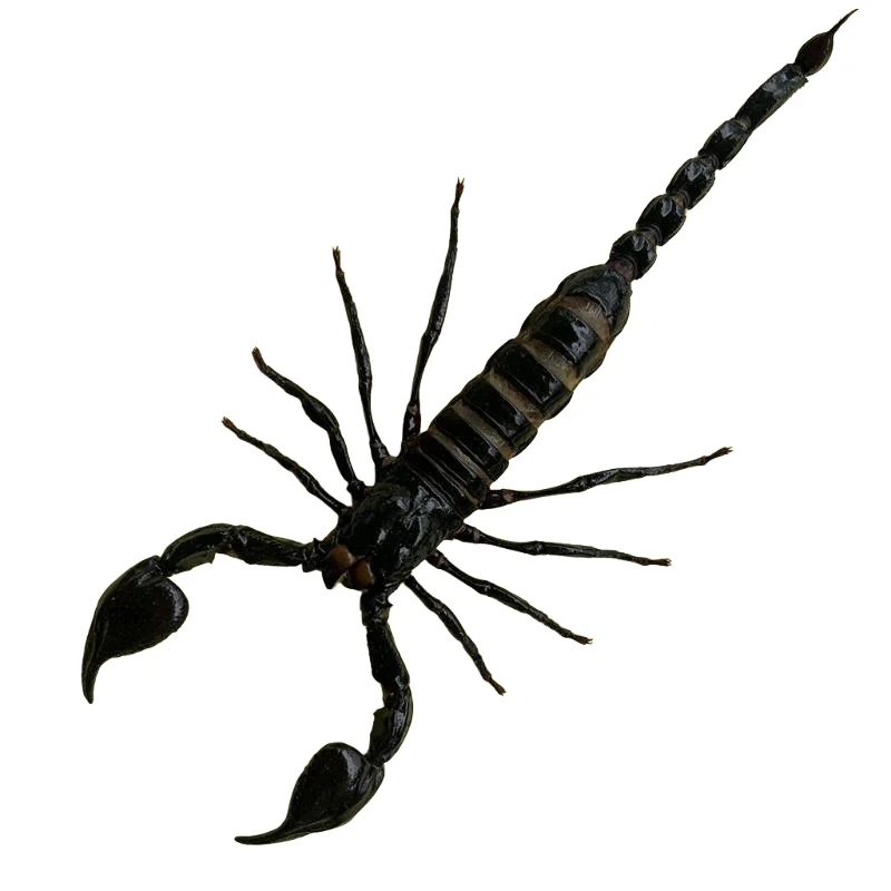 wholesale 1-10 PCS Real Black Scorpion Specimen Collection Home Decoration Accessories Gifts
