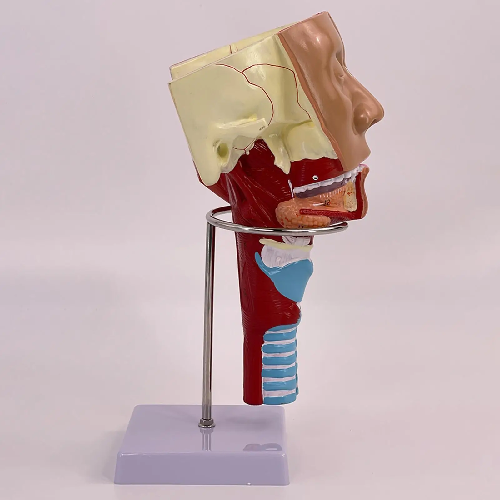 Neusholte Keel Anatomie Model Stevig Menselijk Anatomisch Farynx Larynx Model