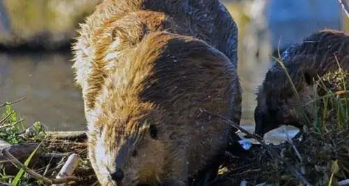 

7-piece set with gold round handle and titanium plated hexagonal inner corner Steel Hex Screwdriver Set 0.9/1.27/1.3/1.5/2.0/2.5