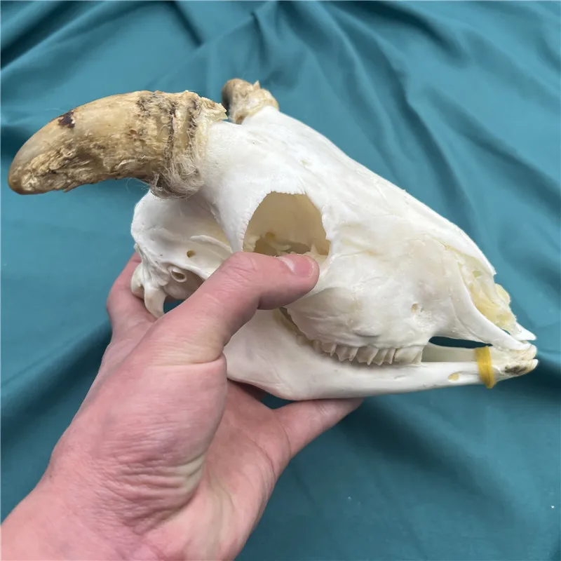 

1pcs real sheep skull collection animal skull specimen teaching model home collection