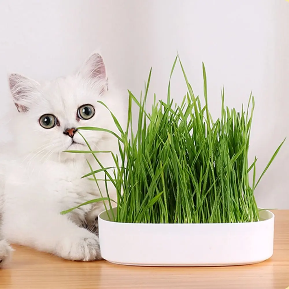 Cat Face Shaped Cultivation Sprouting Tray Soilless Cultivation Sprout Planting Helper Hydroponic Sprouting Plate Convenient