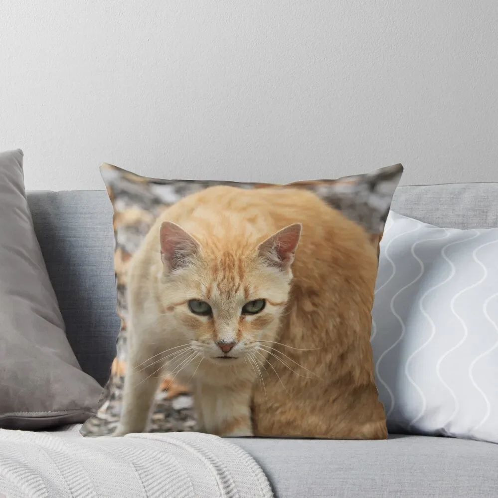 Ginger Cat Throw Pillow Sofa Covers Decorative Cushion Sofa Decorative Covers pillow