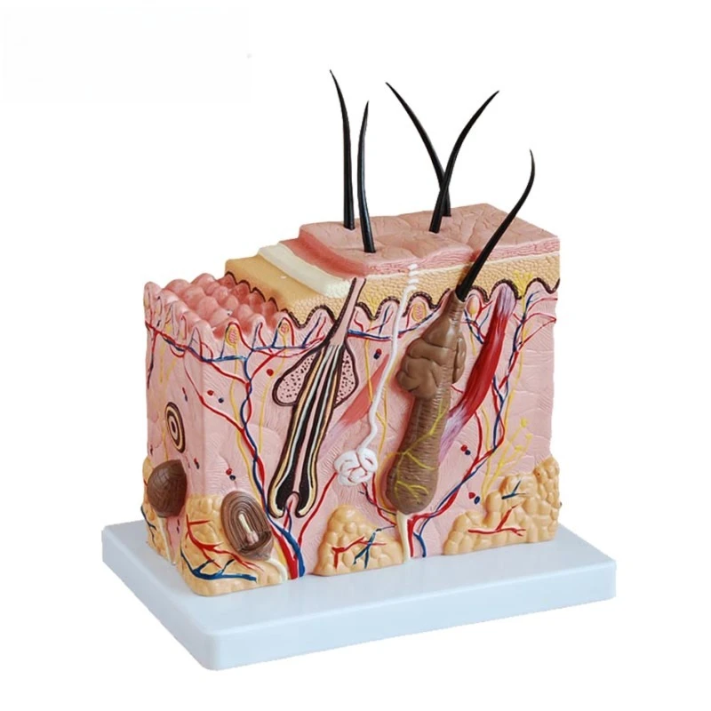 70 Times Magnified Skin Structure Anatomical Model, Tissue Teaching Demonstration Model