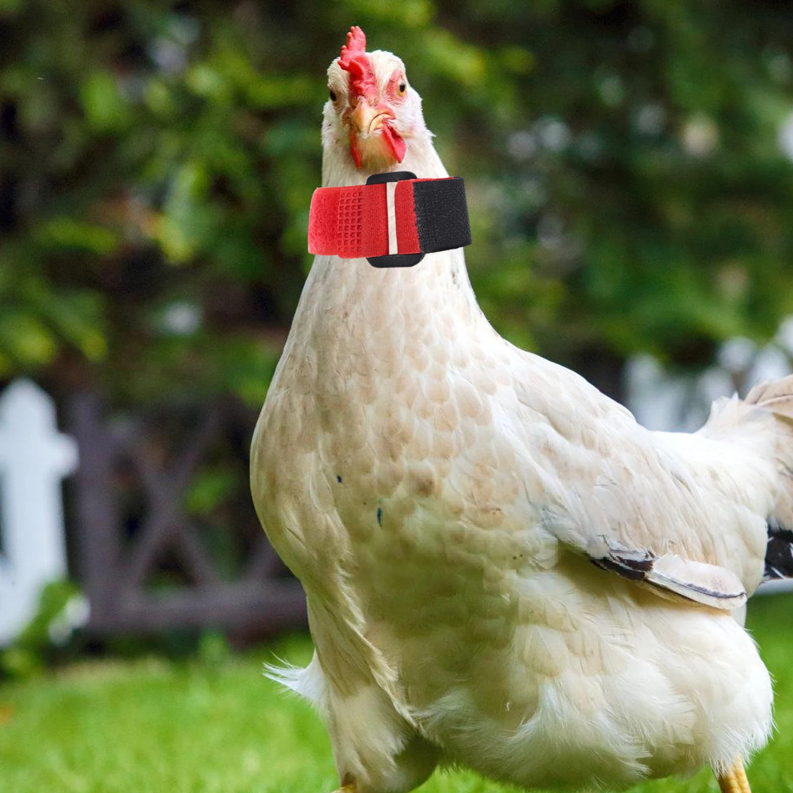 

2 Pcs Rooster Anti-hook Neck Strap Chicken Nylon Replacing Anti-crowing Collars