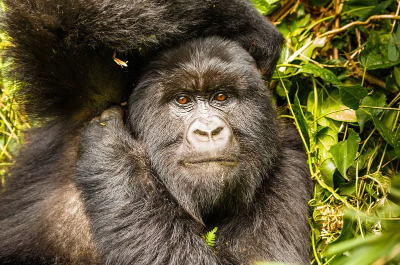 

Оригинальные запасные части для радиоуправляемых краулеров/грузовиков MJX R/C Hyper Go H12Y H12Y+ 1/12: передний мост/задний мост в сборе.