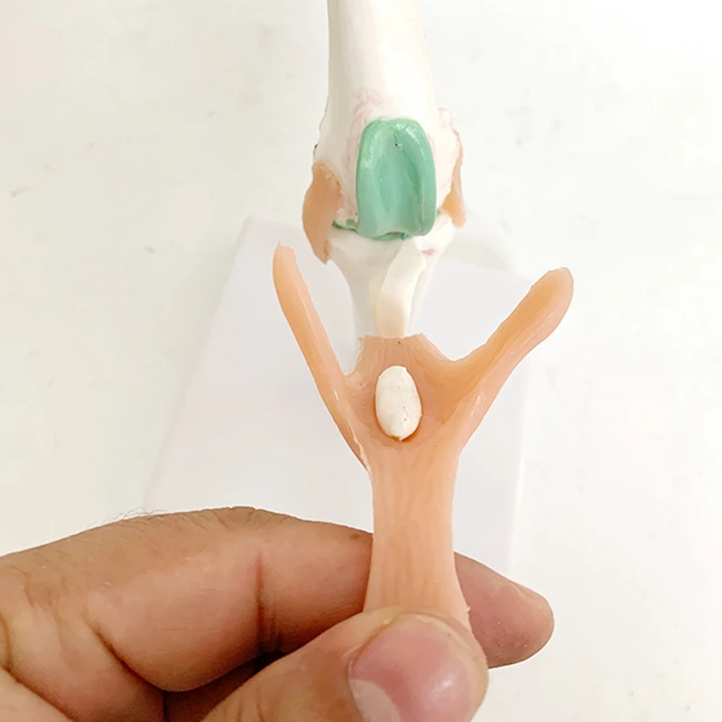 Dog Knee Joint And Ligament Function Skeleton Model, Perfect For Understanding Canine Anatomy.