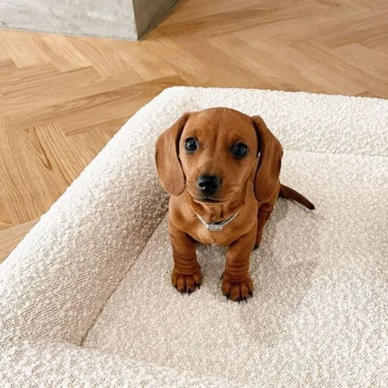 Pet Dog Bed Plush Soft Rectangular Cushion Non Slip Cozy Sleeping Mat Suitable For Puppy Indoor Living Room Floor Rest