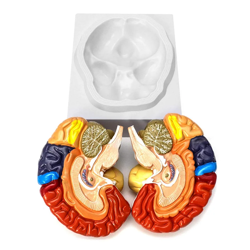 Life Size Human Brain Anatomical Model, Color-Coded Partitioned Brain, 2 Parts, Anatomically Brain Model for Science Classroom