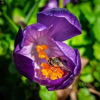 Metal Upgrade Link …