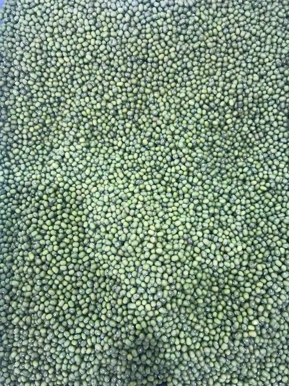 فول مونج أخضر مجفف