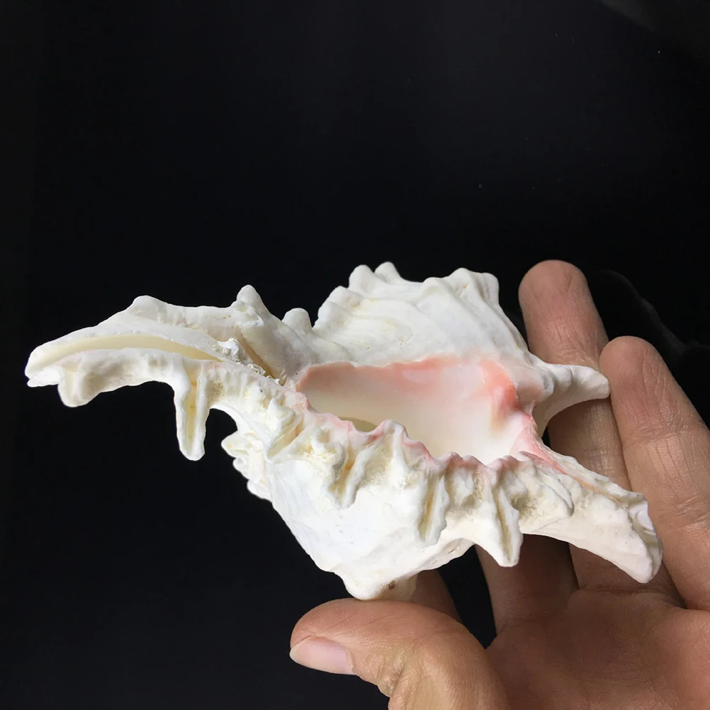 

5 pcs Natural Conch Shells Big Conch for Aquarium Fish Tank nament Home Decor Art Gallery Safe Disinfected Kids Toys
