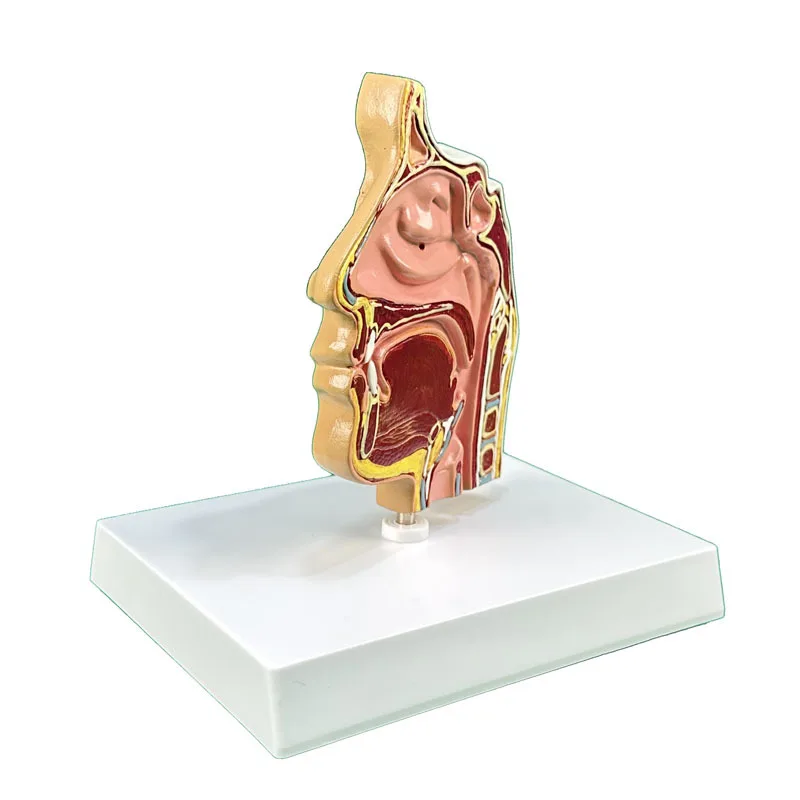 Anatomical Model Of Human Nose And Nasal Cavity Structure Medical Teaching Supplies