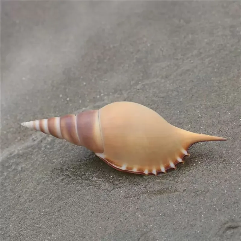Natural Conch Shells Martin Snail Collection Specimen Snail Mediterranean Home Furnishing Window Creative Gifts and Decorations