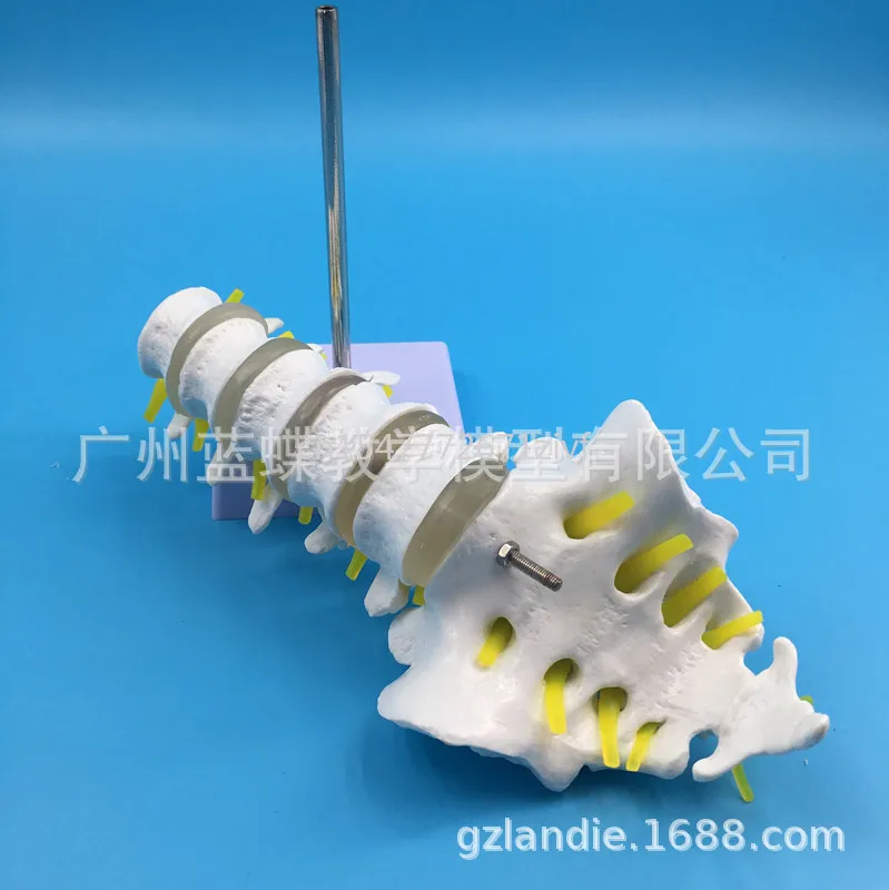 Large Five-Section Lumbar Spine Skeleton with Nerve Model Human Lumbar Spine Bone Model Lumbar Spine Bone Strip Tailbone Model