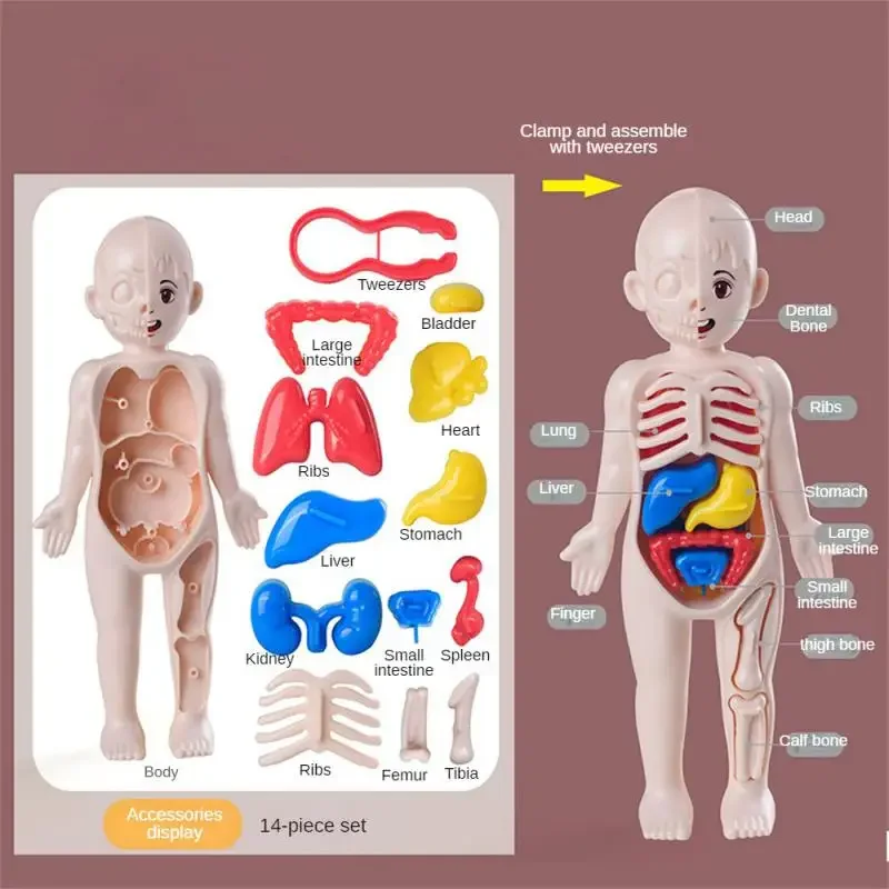 14-Piece Set Children's Science and Education Human Body Organ Model Assembled Early Education Toys image 6