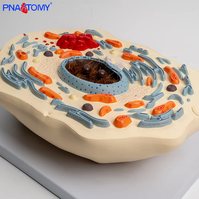 

Animal Cell Model for Teaching Biological Structures Under Microscope Magnification