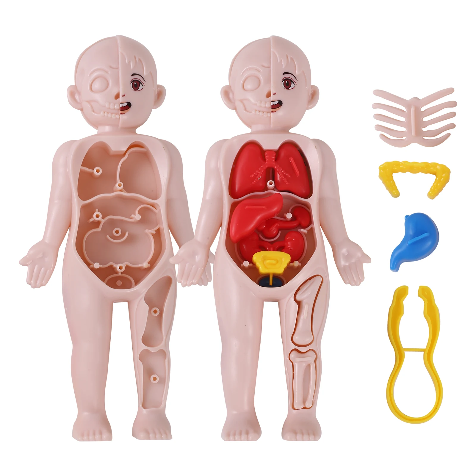 Imagem -05 - Modelo de Anatomia Humana para Laboratório Puzzle 3d Órgãos de Aprendizagem Infantil Ferramentas de Ensino do Corpo Educacional