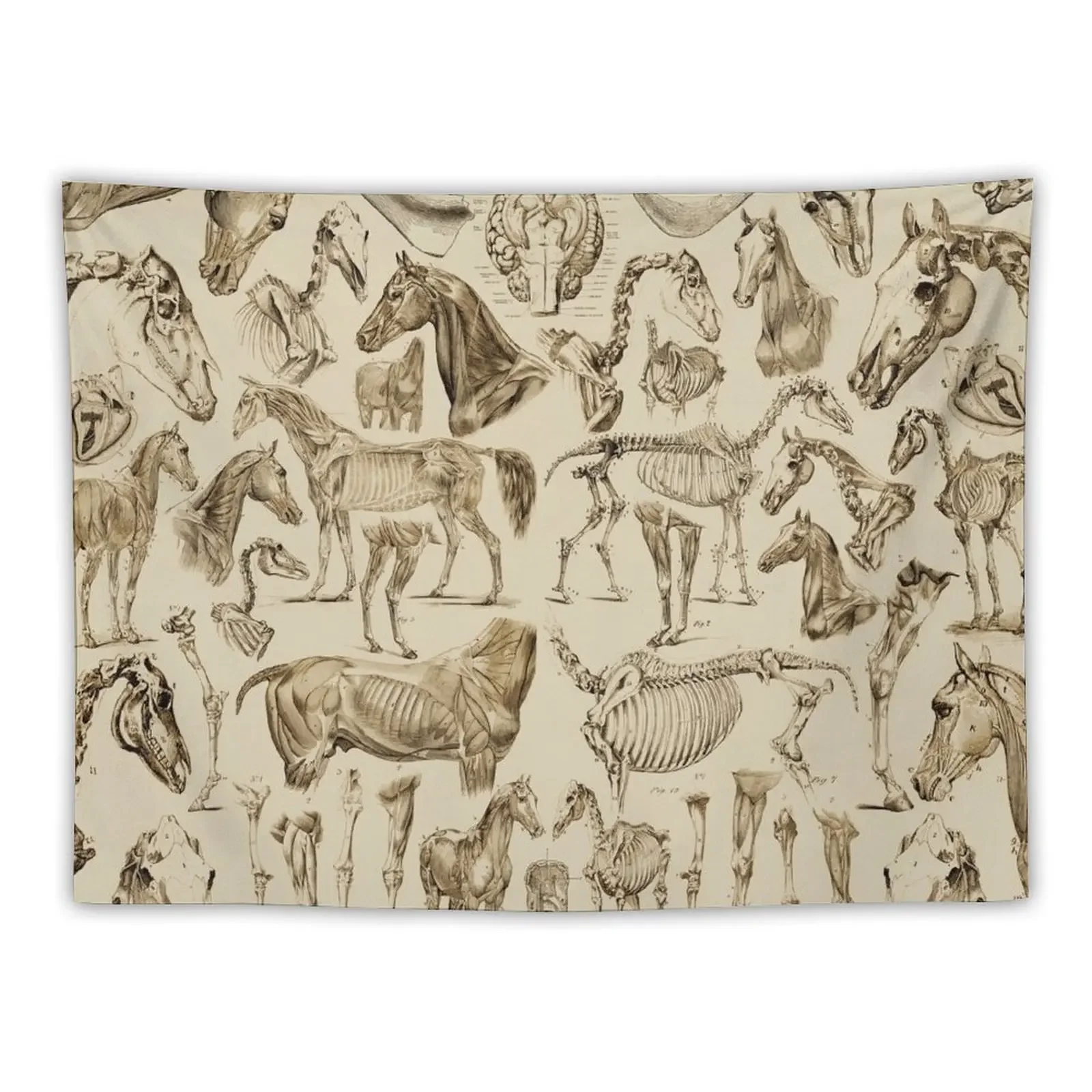 

Horse Anatomy (tan print) Tapestry Decor For Room Wall Coverings Tapestry