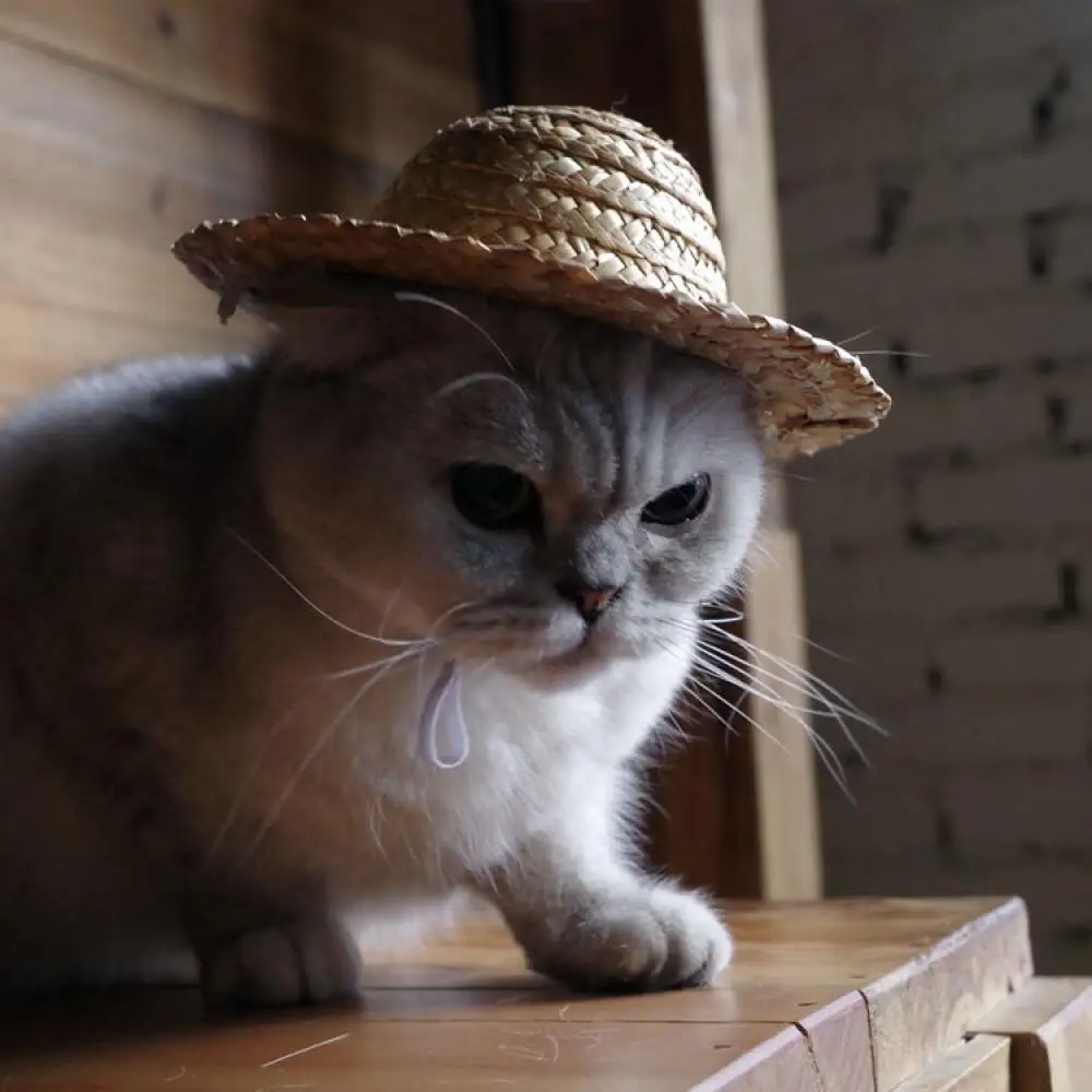 Pet Supplies Straw Hat Farmer Hat Cat Small Straw Sun Hat Shade Cap Sunhat Explosion Trending New