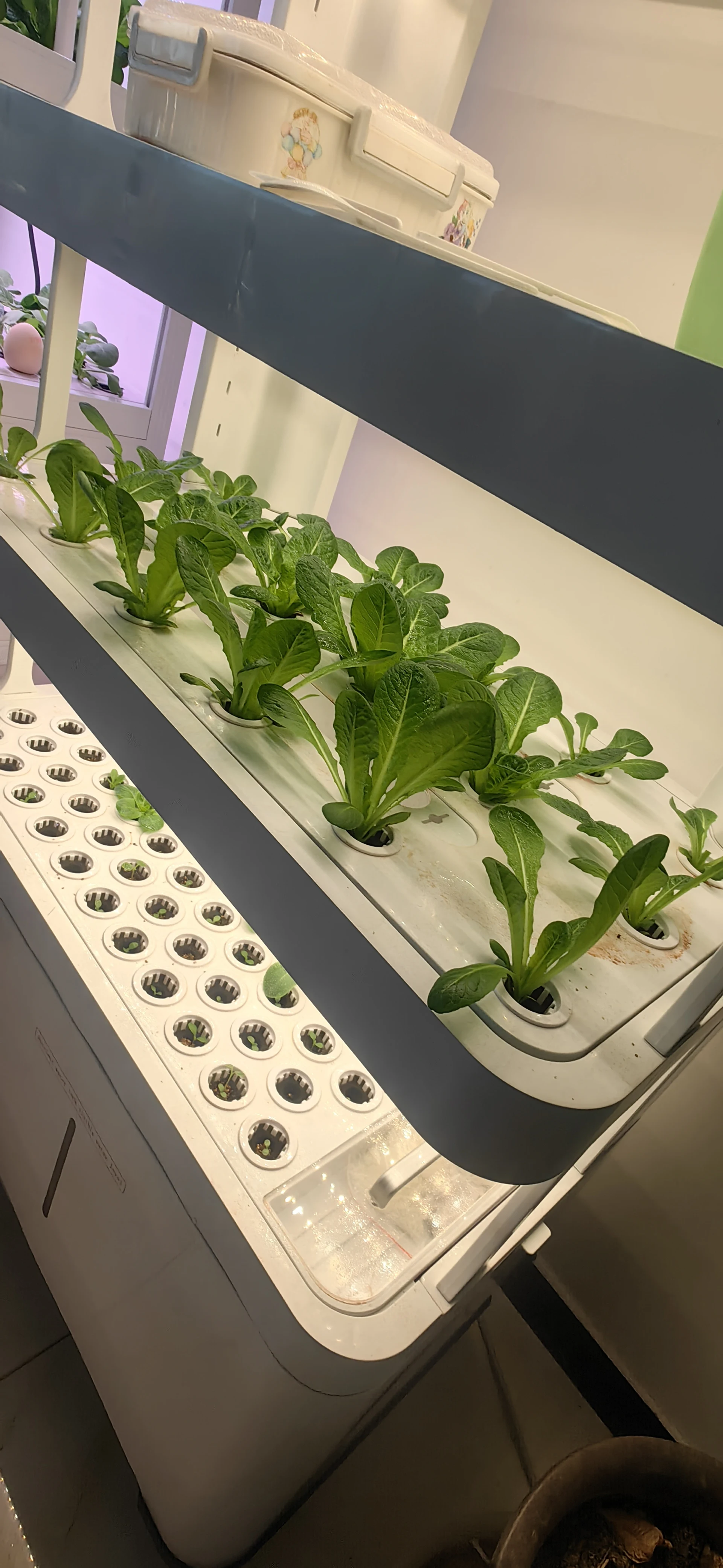 رف شرفة بدون تربة، ضوء مضخة أوتوماتيكي، ذكي عمودي داخلي صغير، آلة زراعة الخضروات المائية، متعدد الطبقات #5