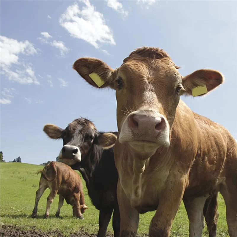 

B08B-Livestock Blank Ear Tags For Cattle Cows Sheep Pig Goats, 100 Pieces TPU Animal Identification Blank Ear Tags