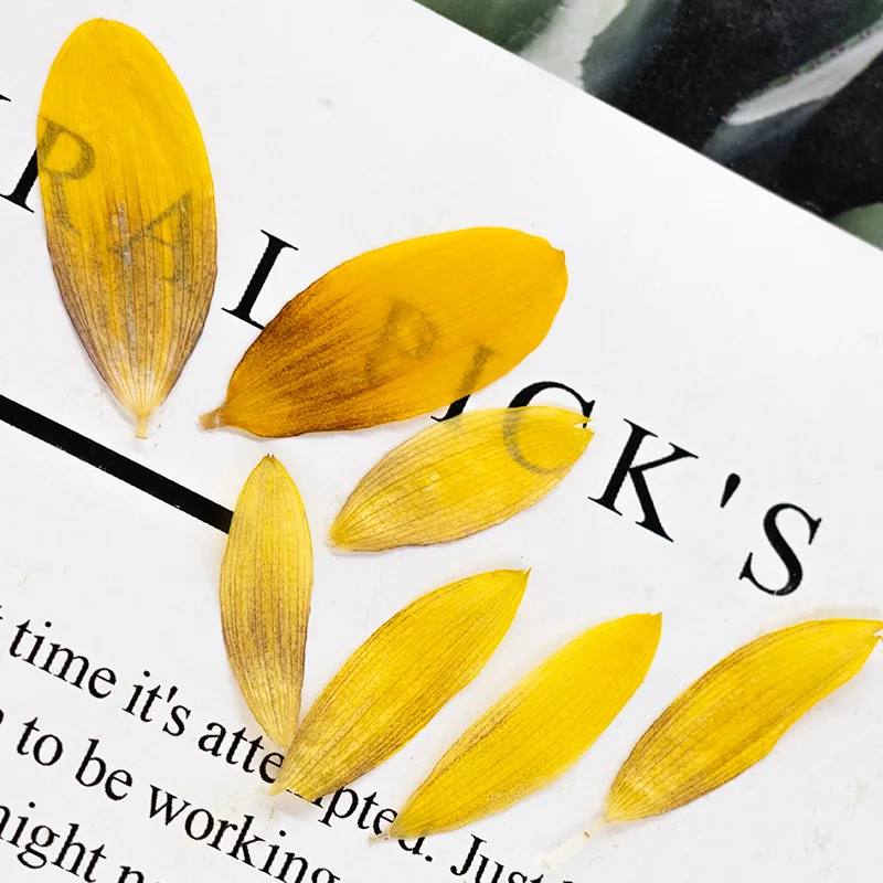 24 Stück, Getrocknete Sonnenblumenblütenblätter, Gepresste Blumen, DIY-Bastelzubehör für Fotorahmen, Scrapbook, Hochzeitsgeschenk, Heimdekoration, Schmuckherstellung – Detail 4